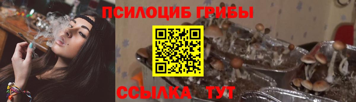Усолье-Сибирское  Галлюциногенные грибы Psilocybe  Вход с VPN 